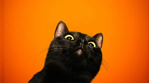 удивленная кошка