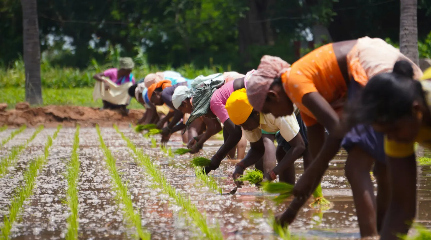 Сельское хозяйство в Индии