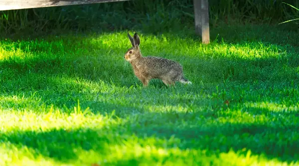 Кролик на лужайке