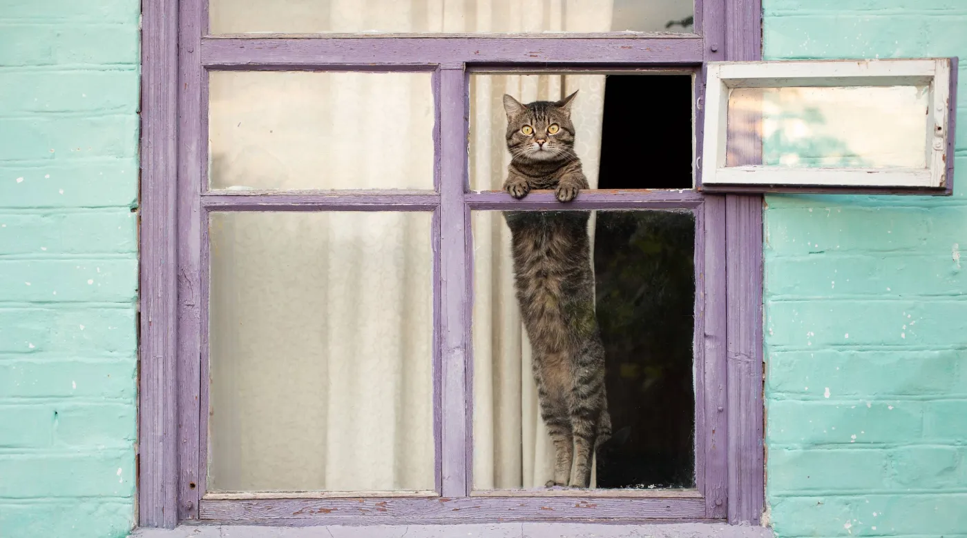 Кошка на окне