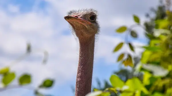 Страус эму