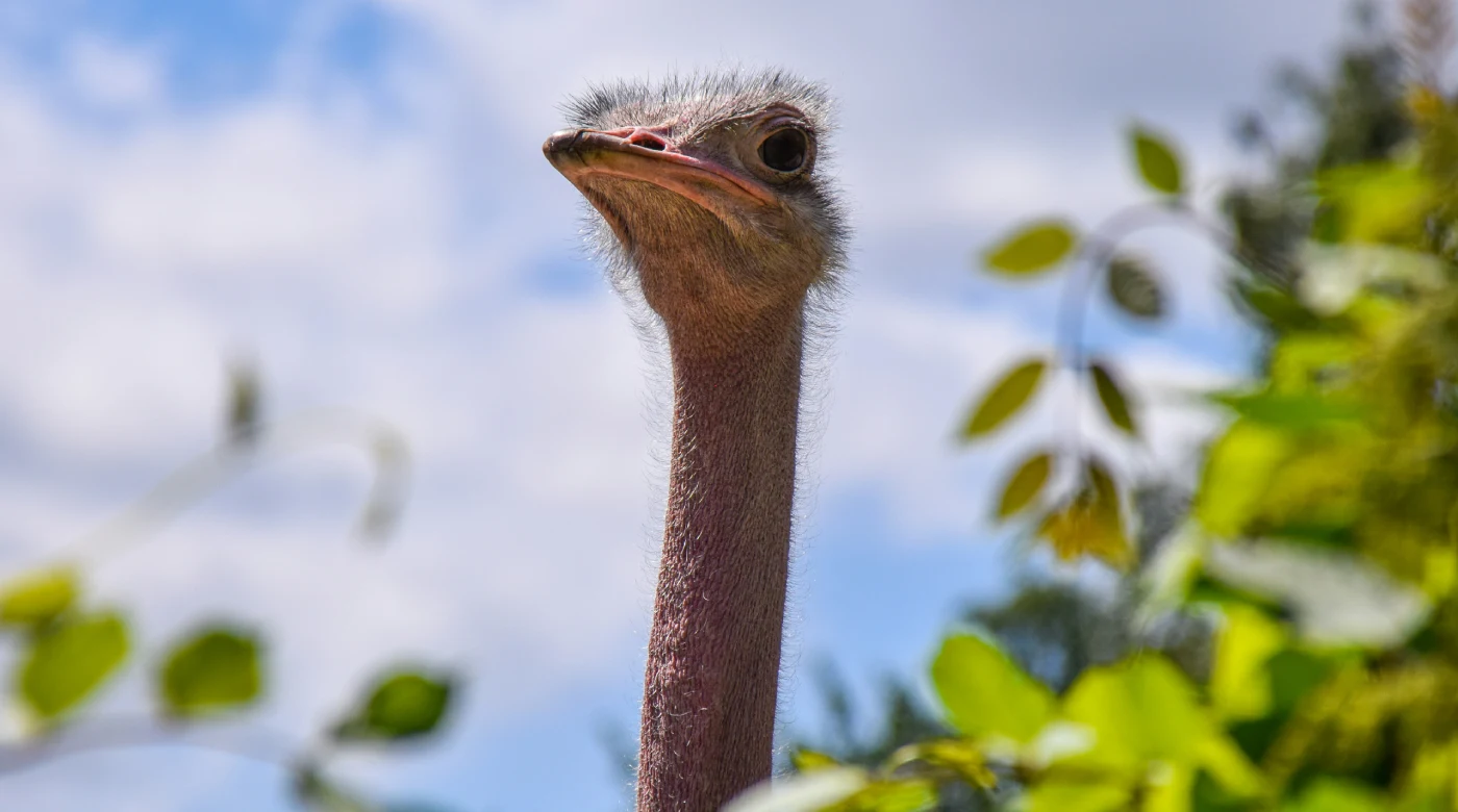 Страус эму