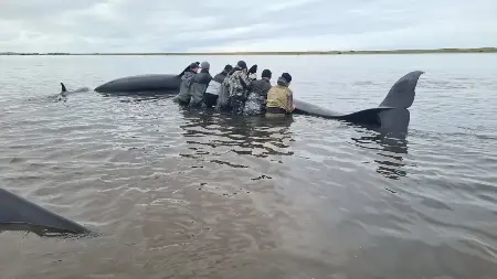 Косатки на мели