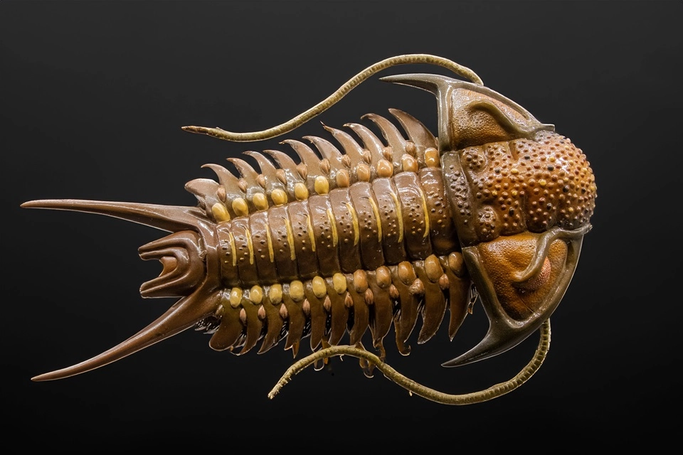 Парадокс Кембрия – взрыв, который изменил всё