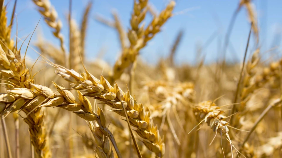 Хлебное поле