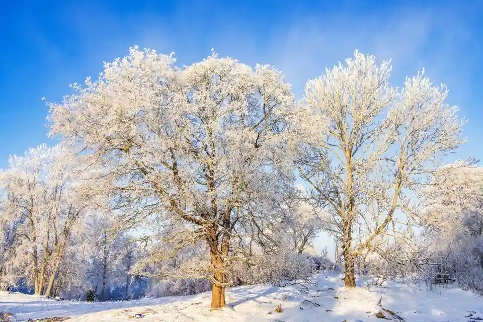 День зимнего солнцестояния