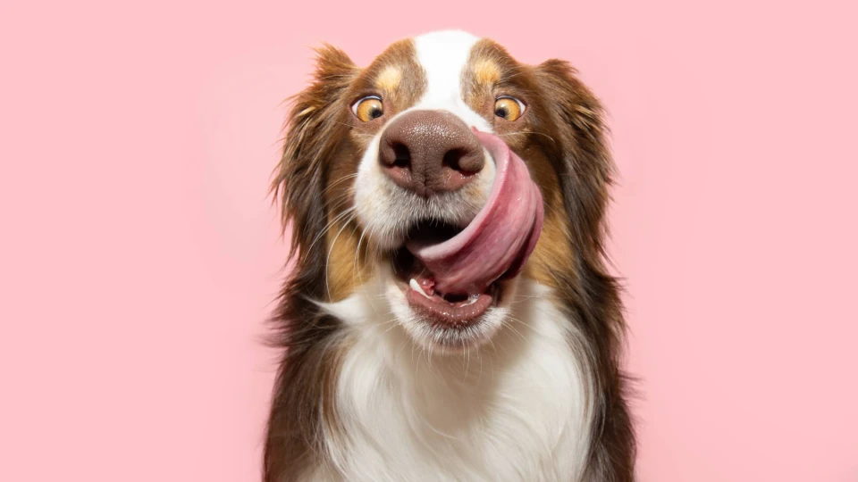 Большая собака зевает