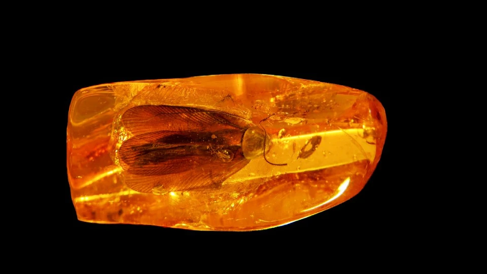 Древний таракан в янтаре