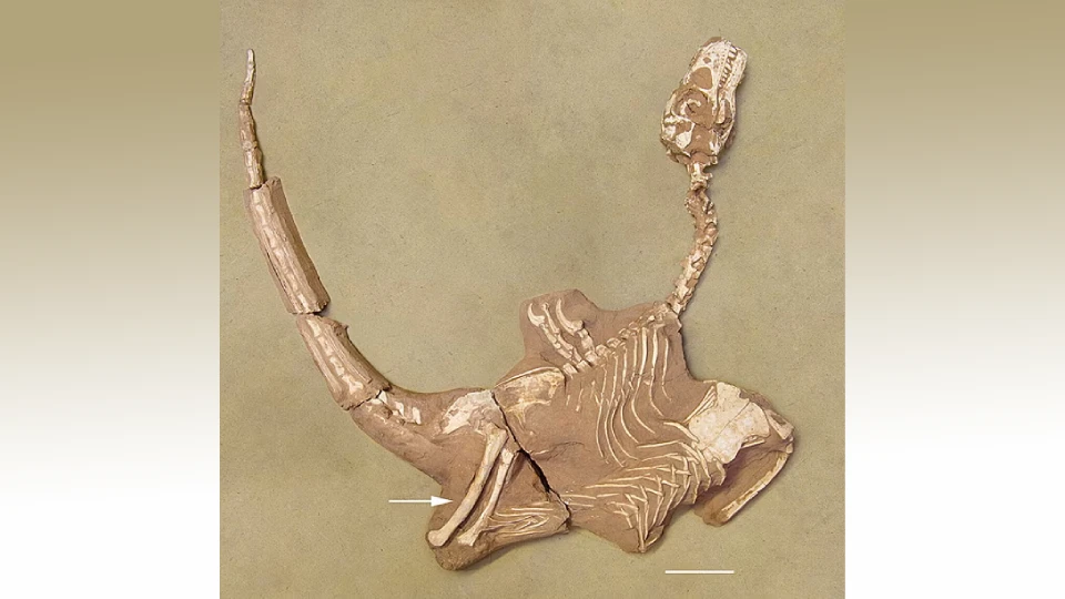 Динозавр из Монголии