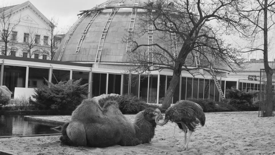 Планетарий Артис в Амстердаме