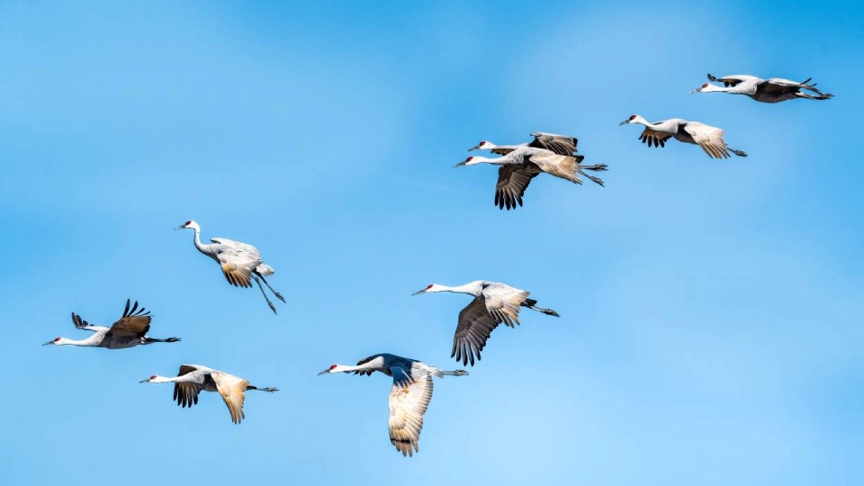 Журавли в небе
